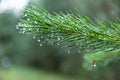 Dew on Pine Tree Branch Closeup Macro Royalty Free Stock Photo