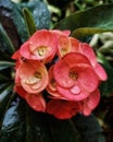 Dew portrait over euphorbia lophogona