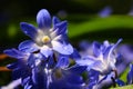 Dew or rain drops on blue siberian squill flowers