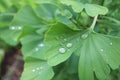 Dew, rain drops, droplets on green leaves of Ginkgo Biloba common Maidenhair tree, plant, macro Royalty Free Stock Photo