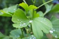 Dew, rain drops, droplets on green leaves of Ginkgo Biloba common Maidenhair tree, plant, macro Royalty Free Stock Photo