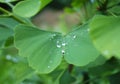 Dew, rain drops, droplets on green leaves of Ginkgo Biloba common Maidenhair tree, plant, macro Royalty Free Stock Photo