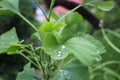 Dew, rain drops, droplets on green leaves of Ginkgo Biloba common Maidenhair tree, plant, macro Royalty Free Stock Photo