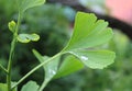 Dew, rain drops, droplets on green leaves of Ginkgo Biloba common Maidenhair tree, plant, macro Royalty Free Stock Photo