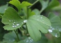 Dew, rain drops, droplets on green leaves of Ginkgo Biloba common Maidenhair tree, plant, macro Royalty Free Stock Photo