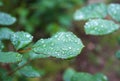 Dew, rain drops, droplets on green leaves of rose, plant, macro Royalty Free Stock Photo