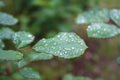 Dew, rain drops, droplets on green leaves of rose, plant, macro Royalty Free Stock Photo