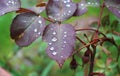 Dew, rain drops, droplets on green leaves of rose, plant, macro Royalty Free Stock Photo