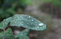 Dew, rain drops, droplets on green leaves of rose, plant, macro Royalty Free Stock Photo