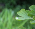 Dew, rain drops, droplets on green leaves of young Ginkgo Biloba common Maidenhair tree, plant, macro Royalty Free Stock Photo