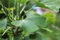 Dew, rain drops, droplets on green leaves of young Ginkgo Biloba common Maidenhair tree, plant, macro