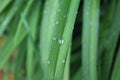 Dew, rain drops, droplets on leaves of orange Crin, Lily, green plant, macro Royalty Free Stock Photo