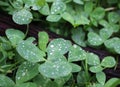Dew, rain drops, droplets on leaves of Trifolium common Clover green plant, macro Royalty Free Stock Photo