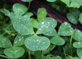 Dew, rain drops, droplets on leaves of Trifolium common Clover green plant, macro Royalty Free Stock Photo