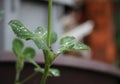 Dew, rain drops, droplets on leaves of Trifolium common Clover green plant, macro Royalty Free Stock Photo