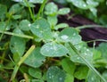 Dew, rain drops, droplets on leaves of Trifolium common Clover green plant, macro Royalty Free Stock Photo