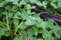 Dew, rain drops, droplets on leaves of Trifolium common Clover green plant, macro Royalty Free Stock Photo