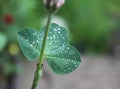 Dew, rain drops, droplets on leaves of Trifolium common Clover green plant, macro Royalty Free Stock Photo