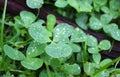 Dew, rain drops, droplets on leaves of Trifolium common Clover green plant, macro Royalty Free Stock Photo