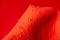 Dew or rain drops on a red rose petal on a red background. Beautiful natural background. Royalty Free Stock Photo