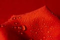 Dew or rain drops on a red rose petal on a red background. Beautiful natural background. Royalty Free Stock Photo