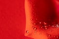 Dew or rain drops on a red rose petal on a red background. Beautiful natural background. Copy Space Royalty Free Stock Photo
