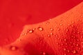 Dew or rain drops on a red rose petal on a red background. Beautiful natural background. Royalty Free Stock Photo