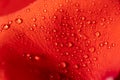 Drops of water on the petal of a rose on a red background. Red background for a design on the theme of love, romance Royalty Free Stock Photo