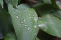 Dew, rain drops, water drops on the leaves of Convallaria mayalis common Lily of the walley Royalty Free Stock Photo