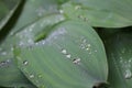 Dew, rain drops, water drops on the leaves of Convallaria mayalis common Lily of the walley Royalty Free Stock Photo