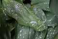 Dew, rain drops, water drops on the leaves of Convallaria mayalis common Lily of the walley Royalty Free Stock Photo