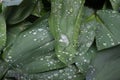 Dew, rain drops, water drops on the leaves of Convallaria mayalis common Lily of the walley Royalty Free Stock Photo