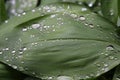 Dew, rain drops, water drops on the leaves of Convallaria mayalis common Lily of the walley Royalty Free Stock Photo