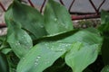 Dew, rain drops, water drops on the leaves of Convallaria mayalis common Lily of the walley Royalty Free Stock Photo