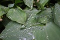 Dew, rain drops, water drops on the leaves of Convallaria mayalis common Lily of the walley Royalty Free Stock Photo