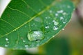 Dew of rain on a green leaf