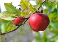 Dew on red apple Royalty Free Stock Photo