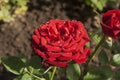 Dew on a red rose