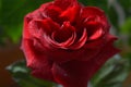 Dew on a red rose in morning beams of the sun Royalty Free Stock Photo