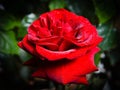 Dew on a red rose in morning beams of the sun Royalty Free Stock Photo
