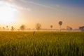 Dew on the rice field in the morning Royalty Free Stock Photo