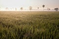 Dew on the rice field in the morning Royalty Free Stock Photo