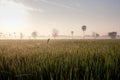 Dew on the rice field in the morning Royalty Free Stock Photo