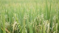 Dew on Ricefield in sunny morning shot in macro Royalty Free Stock Photo