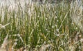 Dew and rime on grass in autumn morning