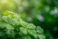 Dew on shamrock leaves, close-up, freshness, nature concept, greenery, Saint Patrick's Day, copy space Royalty Free Stock Photo