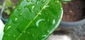 The Dew Soaks The Kaffir Lime Leaves Royalty Free Stock Photo