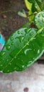 The Dew Soaks The Kaffir Lime Leaves Royalty Free Stock Photo