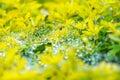 Dew on a spider perched fiber on top of yellow leaves at Khun Wa