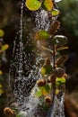 Dew on a spider web on the branch of a birch.